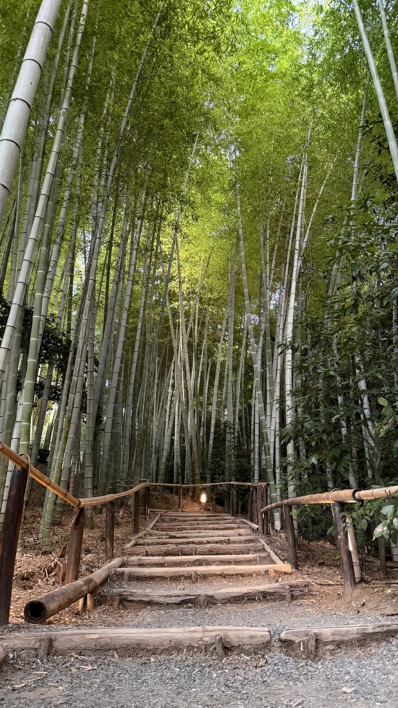 arashiyama foresta bamboo giappone