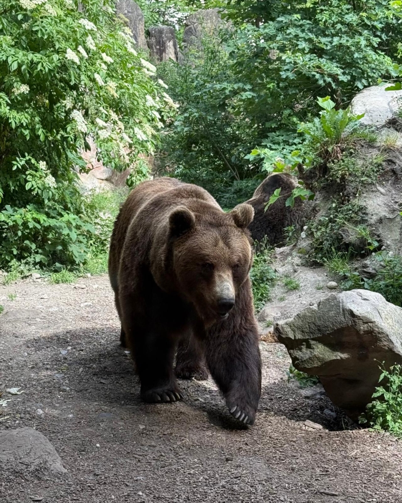 Orso bruno alpenzoo innsbruck